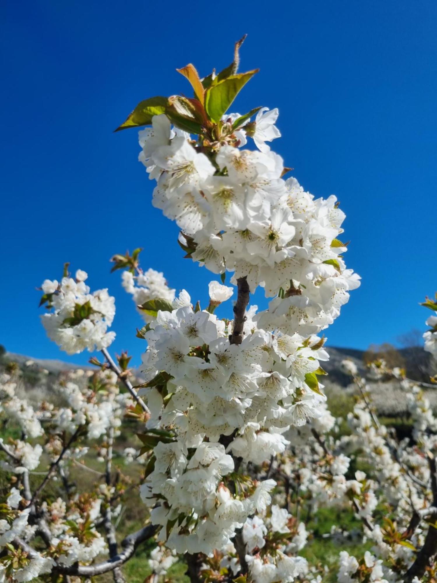 La Albarea By #Cherrygredos El Arenal  Exterior photo